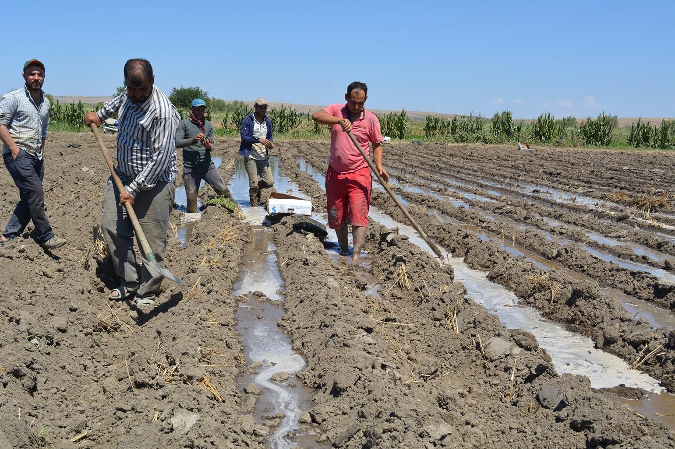  Çiftçiler umudunu ikinci ürüne bağladı