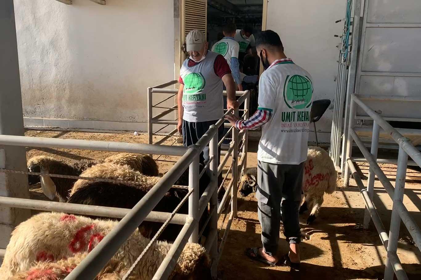 Cizre Umut Kervanı 910 aileye kurbanlık et ulaştırdı