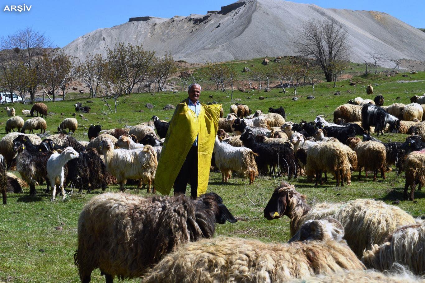 Çoban desteği bugün ödenecek