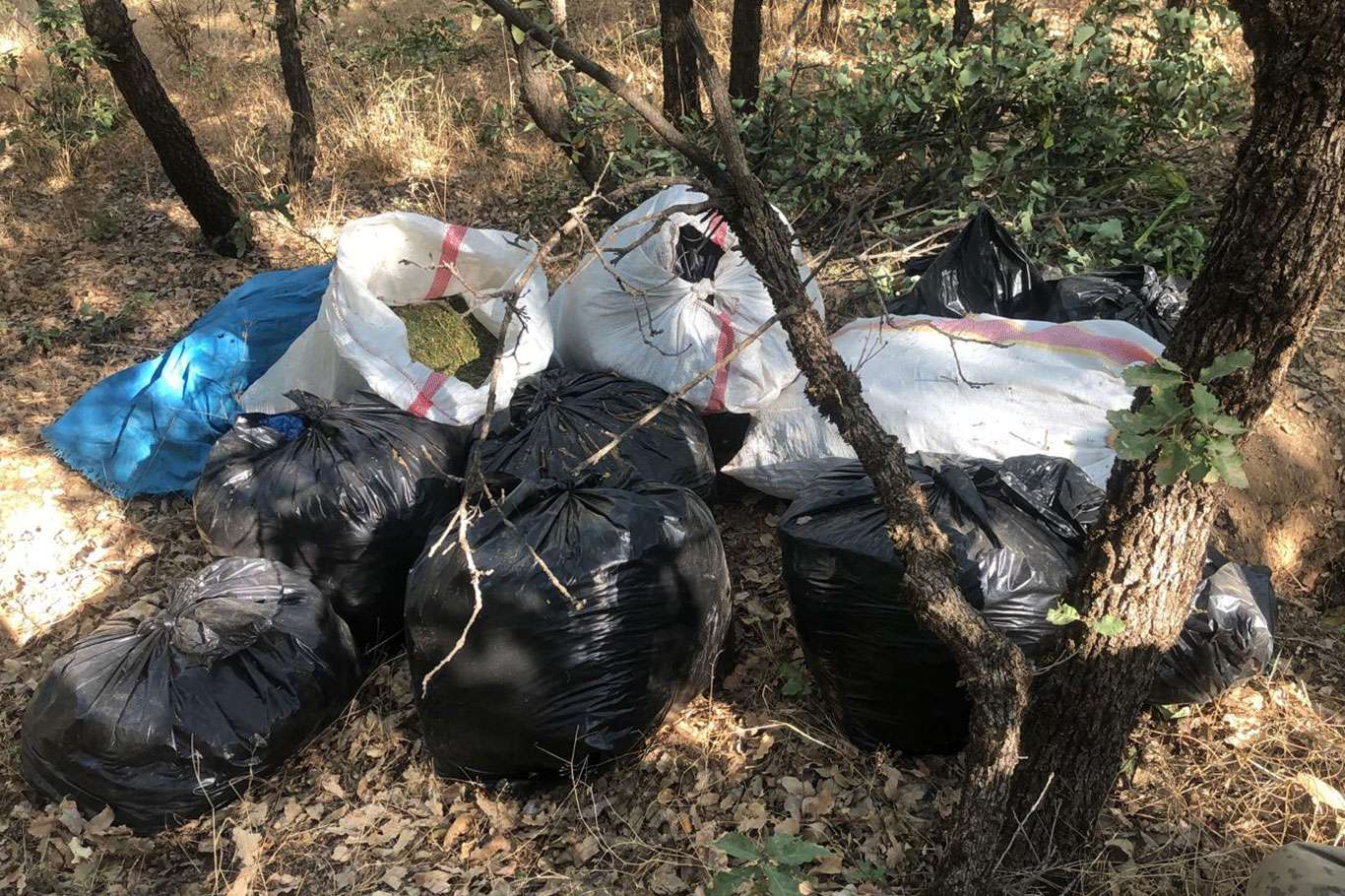 Diyarbakır'da bir ton esrar maddesi ile 247 bin kök kenevir bitkisi ele geçirildi
