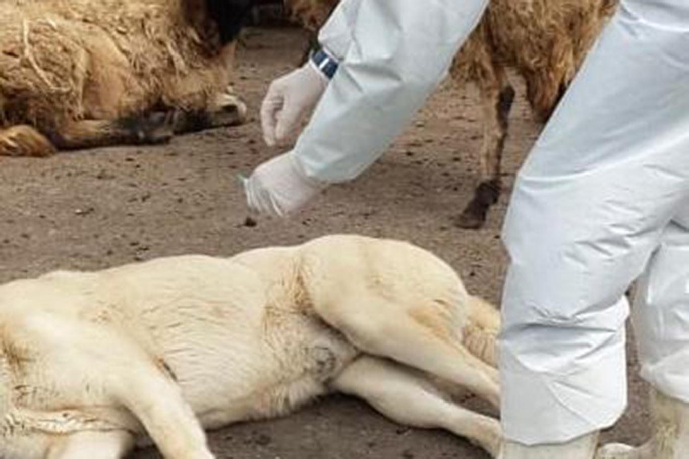 Diyarbakır'da kuduz aşılama kampanyası gerçekleştirildi