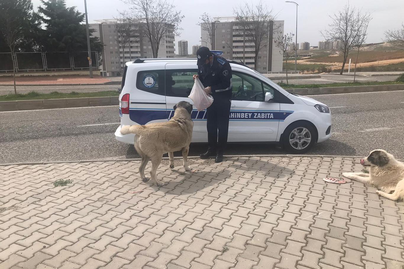 Gaziantep’te sokak hayvanlarına yiyecek bırakıldı
