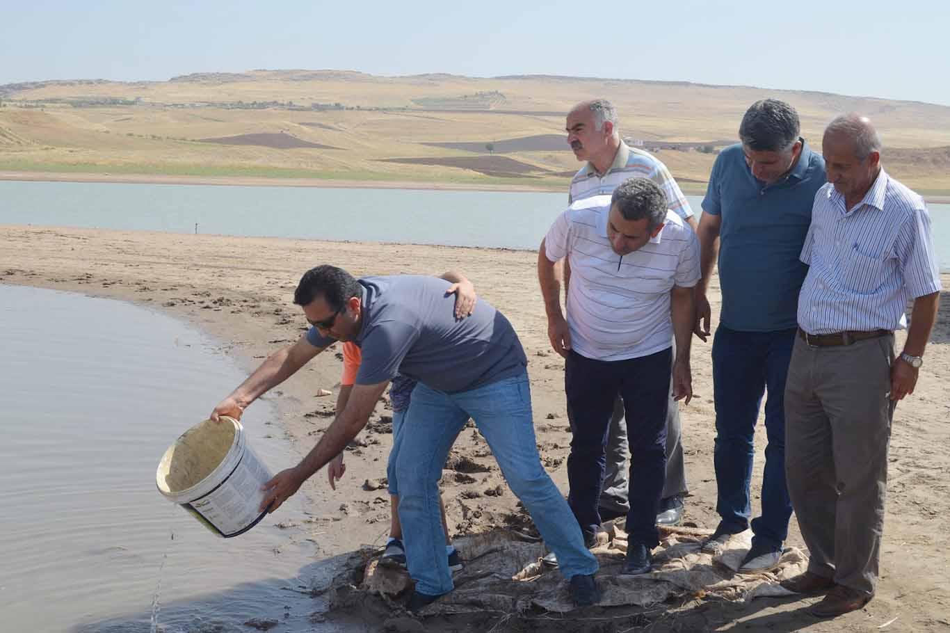 Göletlere 120 bin yavru aynalı sazan bırakıldı