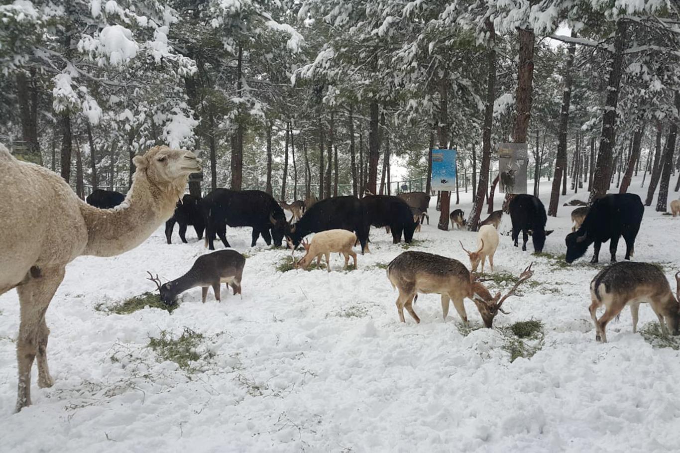 ​Hayvanat bahçesinde kar güzelliği