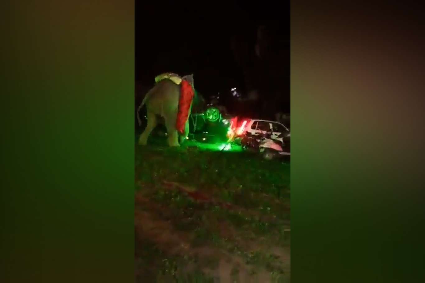 Hindistan'da maytap sesinden ürken fil düğüne daldı