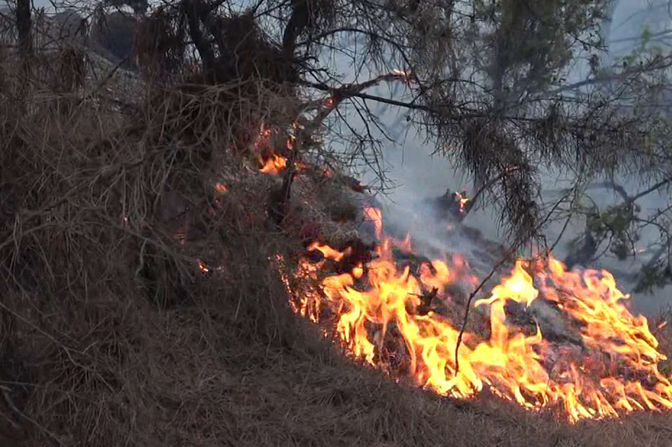 Karabük'teki orman yangını kontrol altına alındı