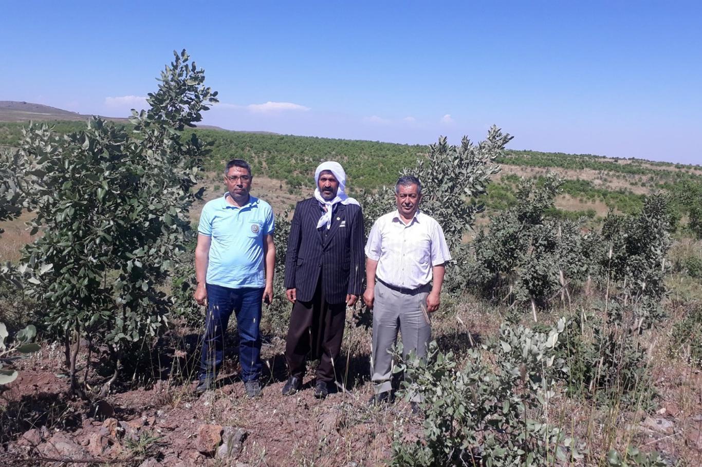 Karacadağ'da ekilen fidanlar yeşerdi