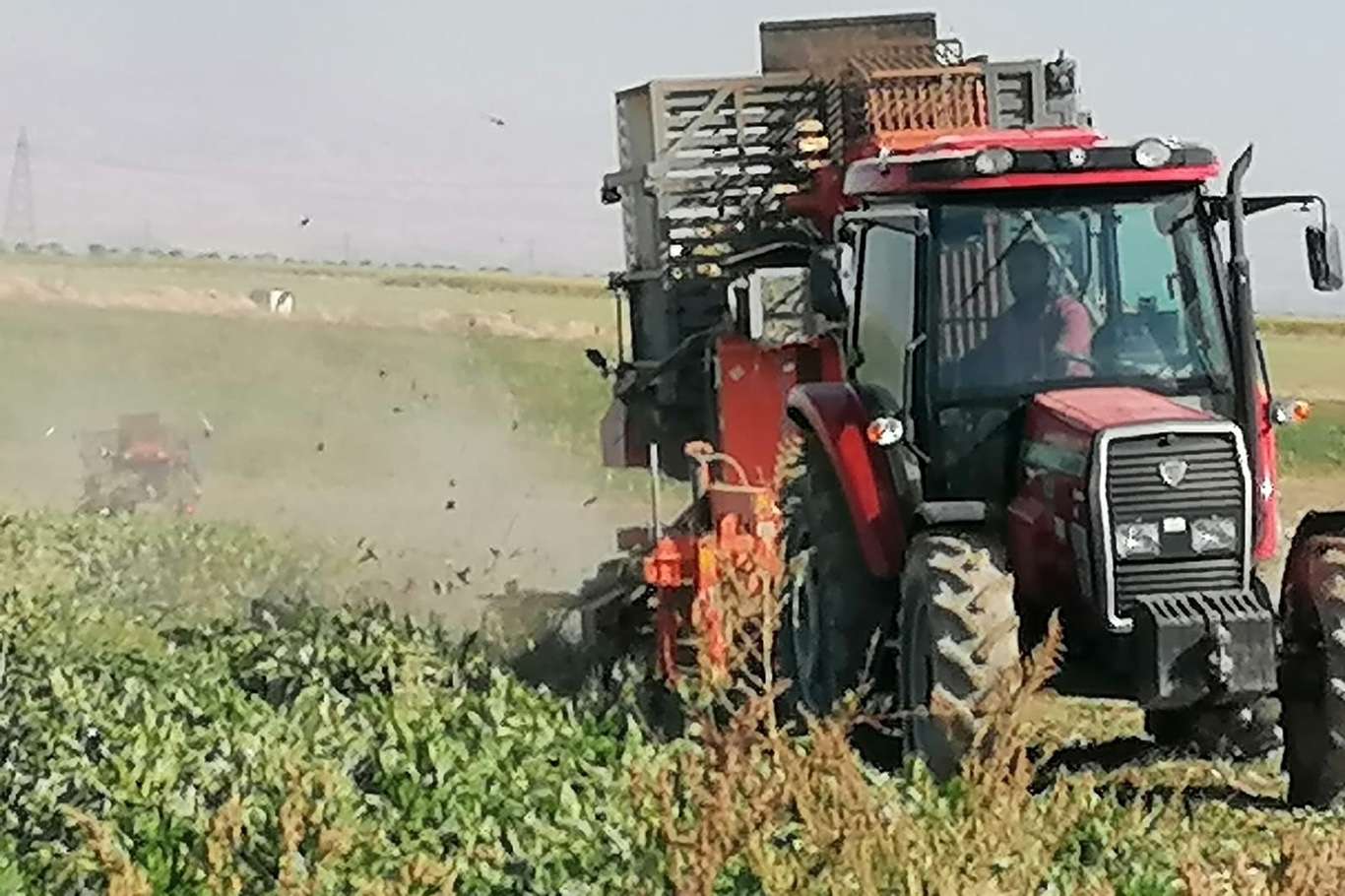 ​Kayısı diyarında şeker pancarı hasadı başladı