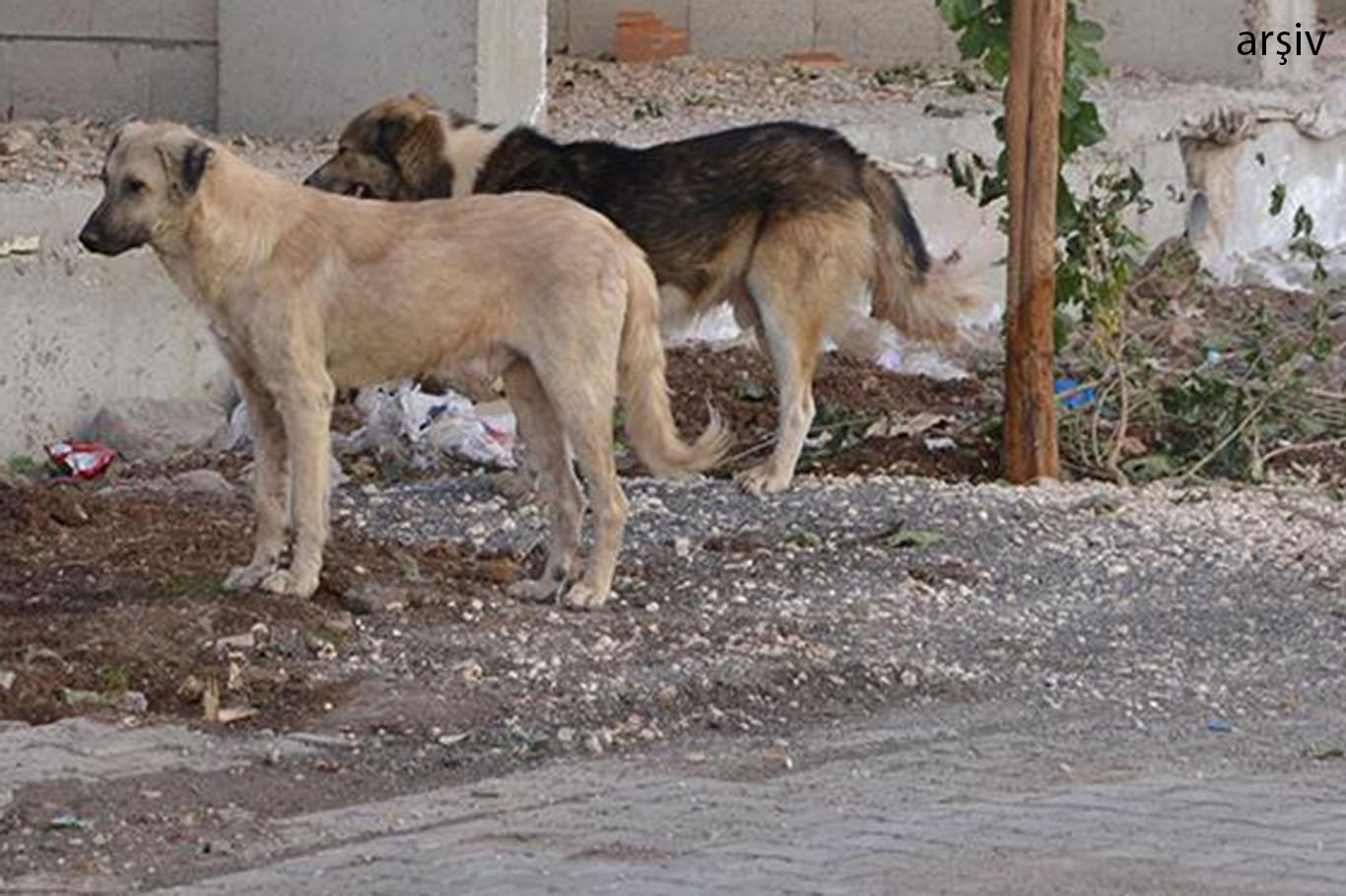 Köpeklerin saldırısına uğrayan çocuk yaralandı
