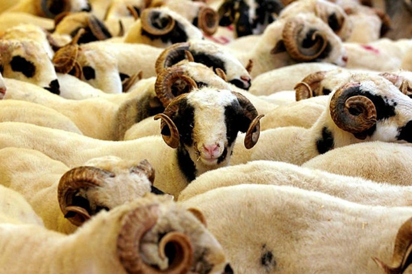 ​ Kurbanlıklar görücüye çıktı