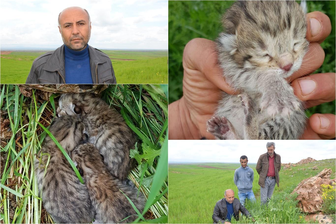 Leoparı gören köylüler İLKHA'ya konuştu