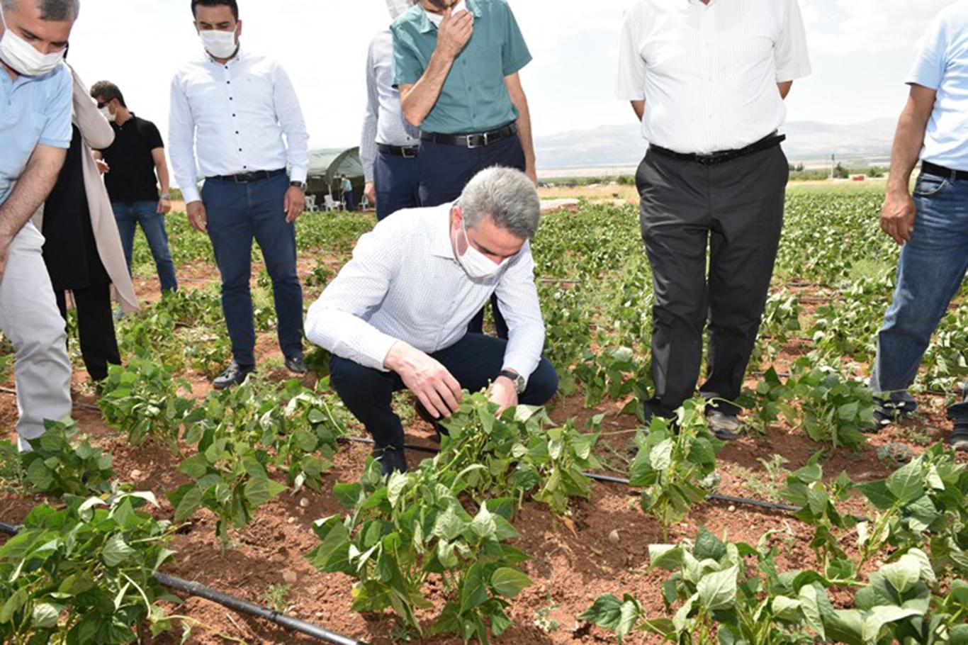 Malatya Valisi Baruş tarımsal üretim sahası ve seralarda incelemelerde bulundu
