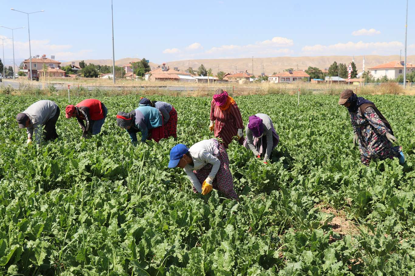 Mevsimlik tarım işçileri insanca bir yaşam istiyor