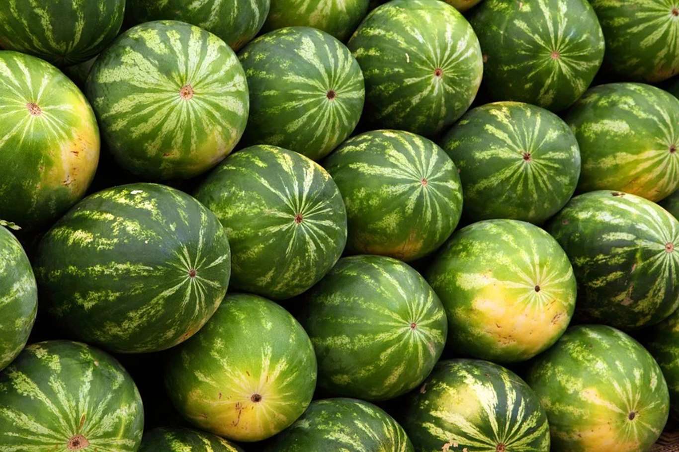 Muş'ta 70 bin ton karpuz elde edilmesi bekleniyor