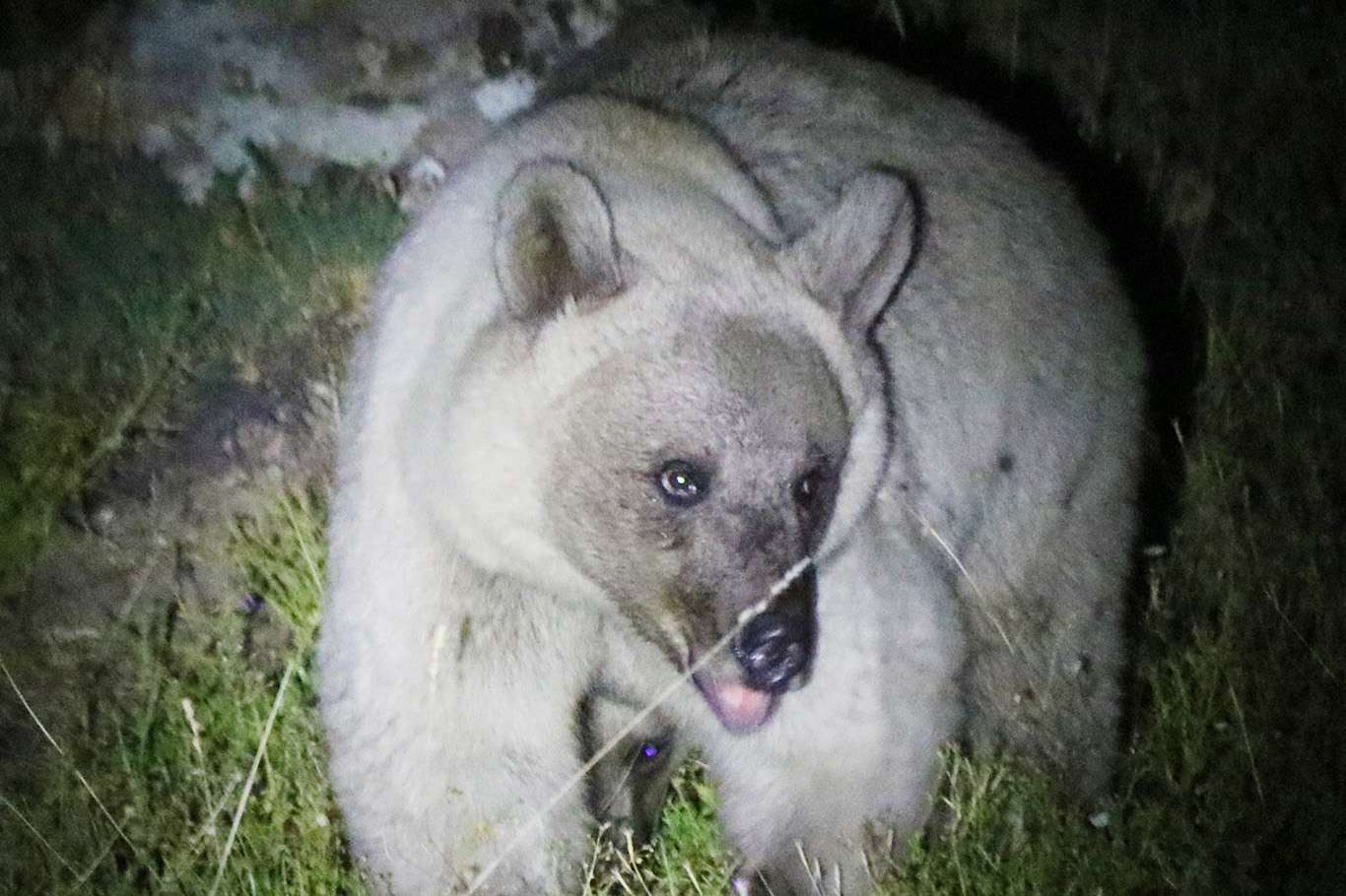 Qizlar belbogli erkaklarni sikishdi video Oq oq sik