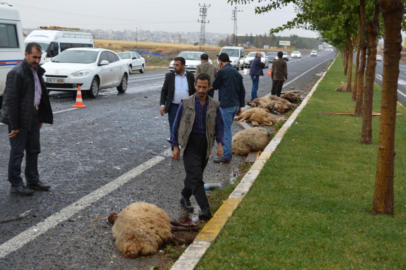 Refüje çarpan pikaptaki koyunlar yola savruldu