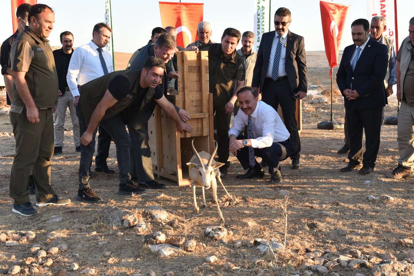 Şanlıurfa’da 30 ceylan daha doğaya bırakıldı