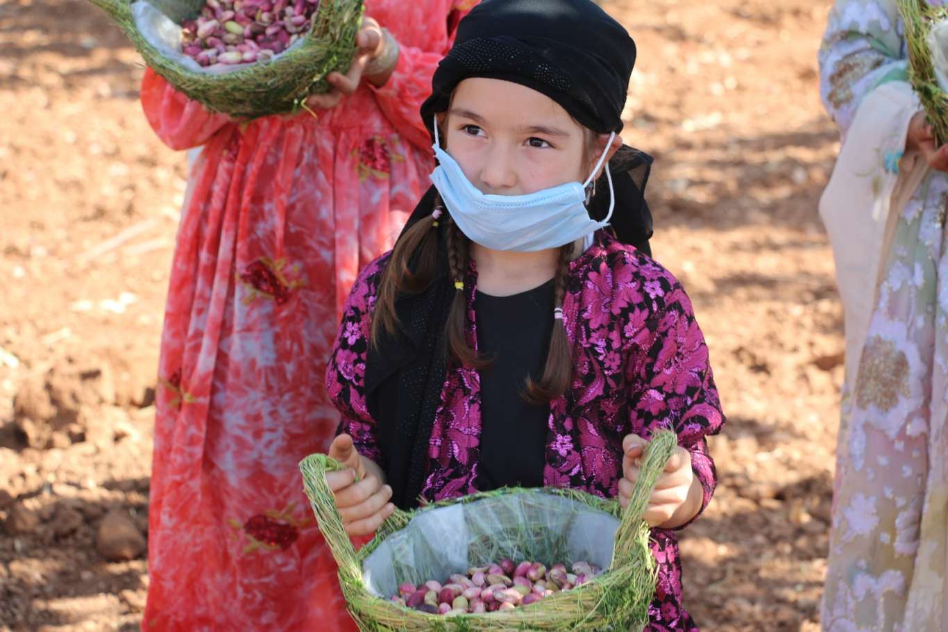 Şanlıurfa’da fıstık hasadı devam ediyor