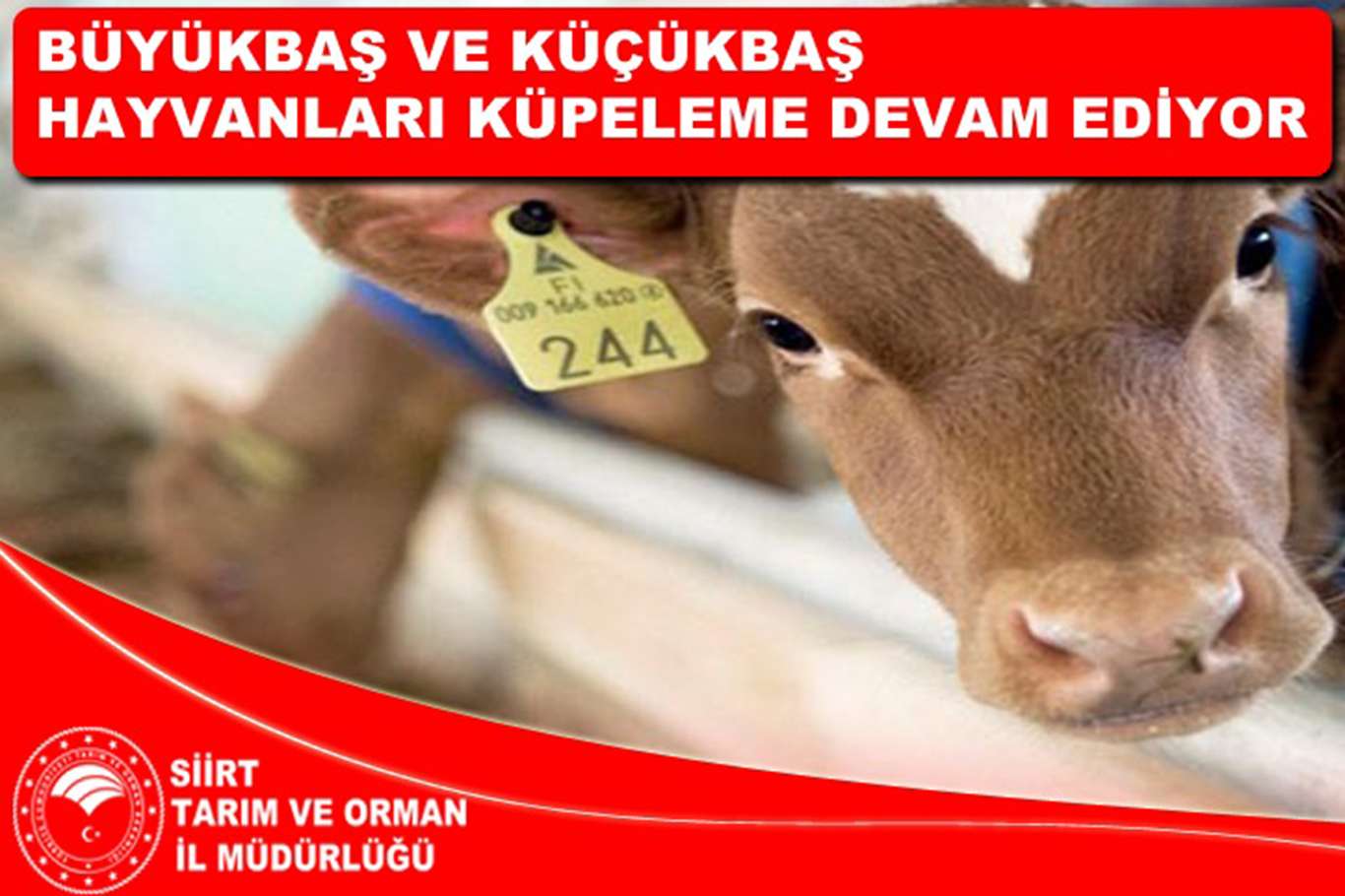Siirt'te büyük ve küçükbaş hayvanlar için küpeleme işlemi başladı
