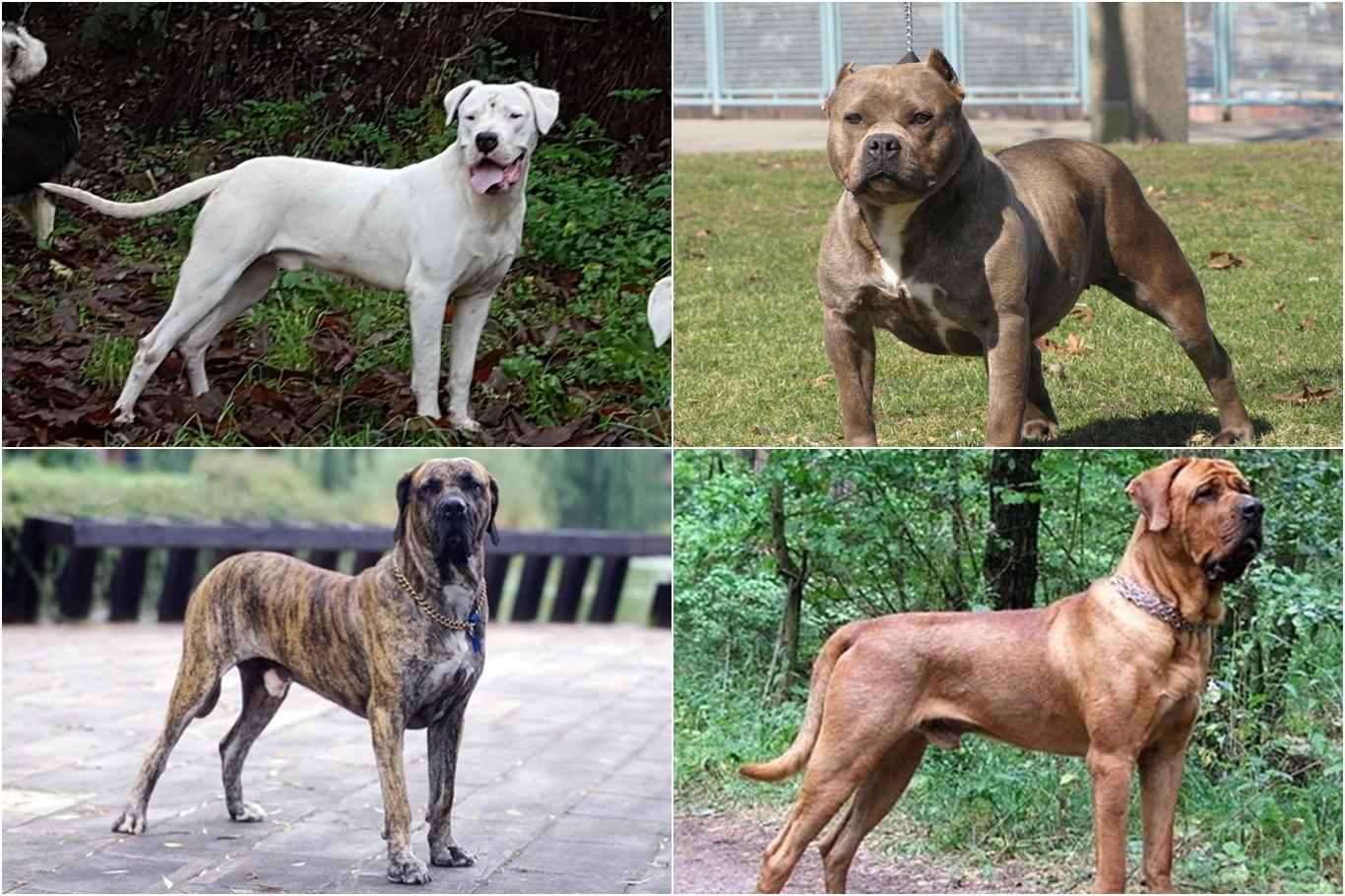 Tehlikeli ırk köpeklere el konuldu