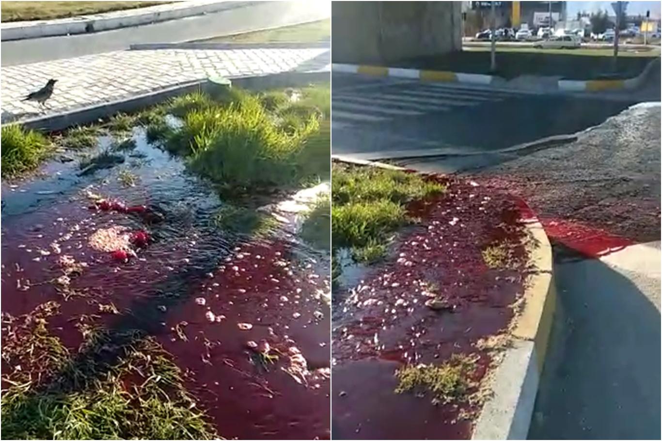 Tıkanan rögar nedeniyle mezbahane kanı yola akıyor