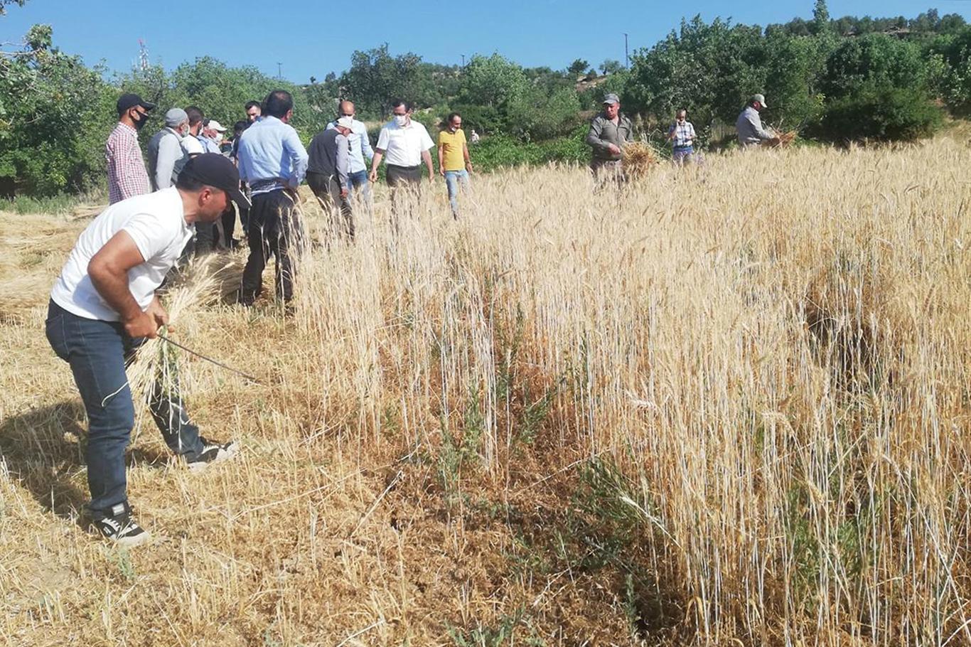 Tillo ’da ekilen yerli tohum buğdayın hasadı yapıldı
