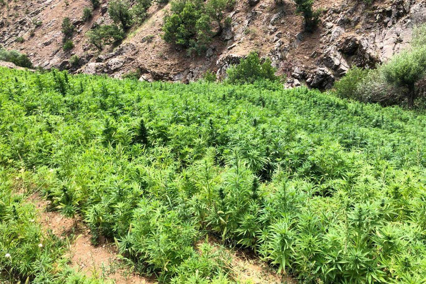 Uyuşturucu operasyonunda 6 milyon 110 bin kök keneviri ele geçirildi