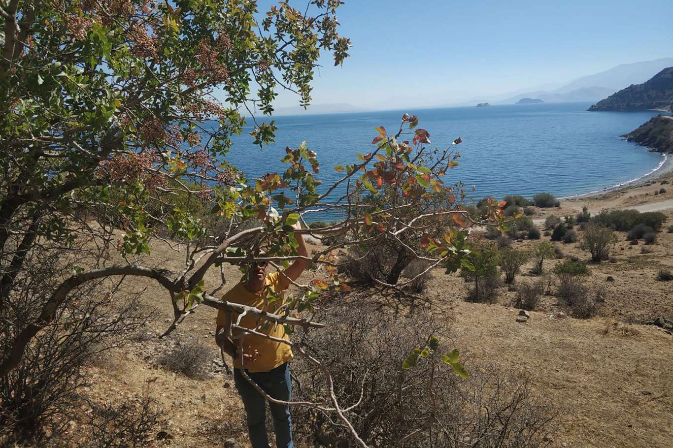 Van'da Antep Fıstığı geliştirme çalışmaları başladı