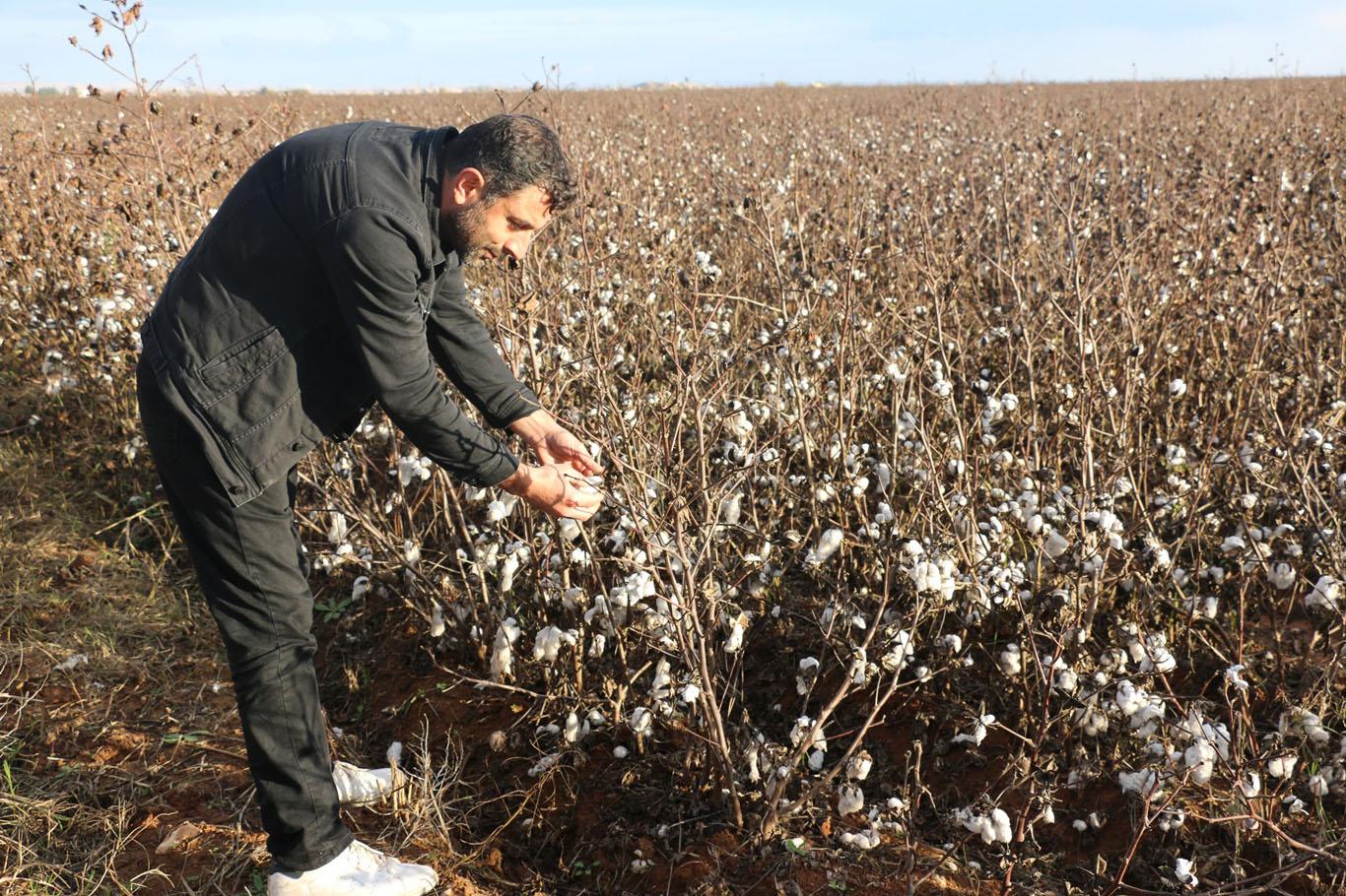Yağış nedeniyle toplanılamayan pamuklar tarlada kaldı