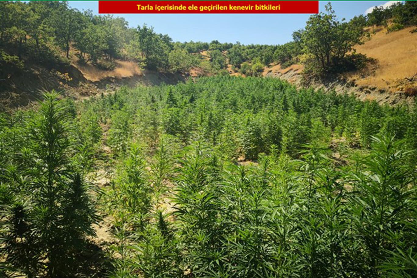 Yaklaşık 724 bin kök Hint keneviri ele geçirildi